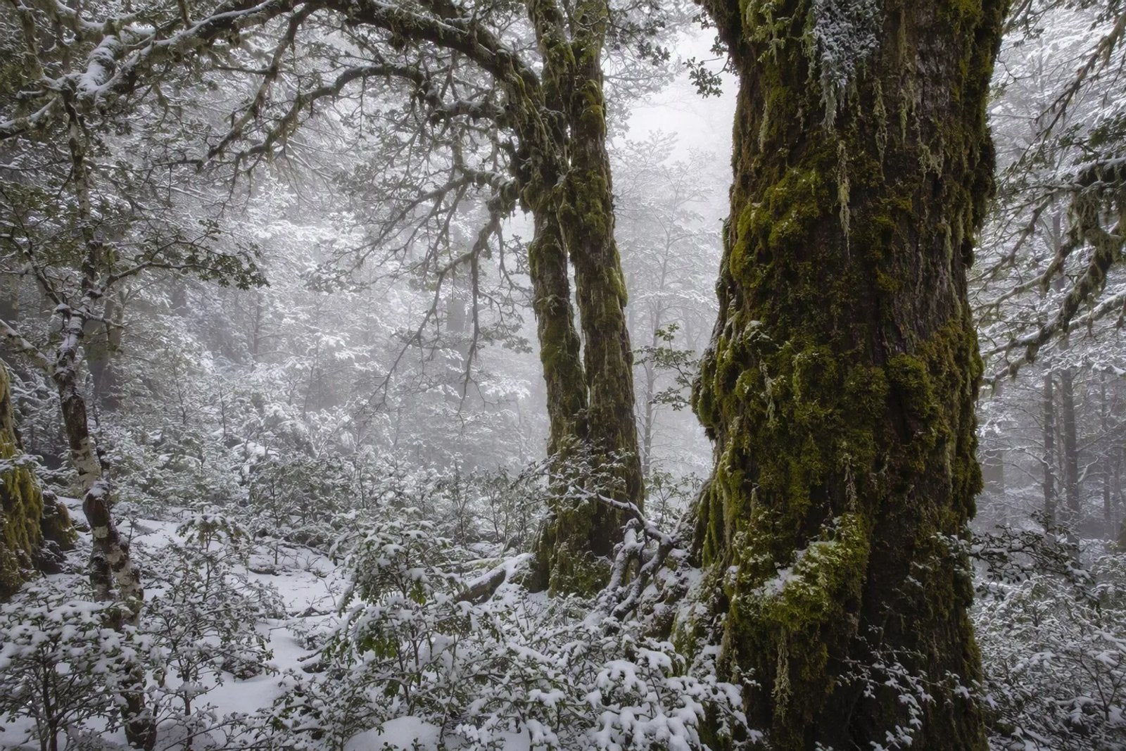 Ancient Antarctic Beech forest in Barrington Tops National Park shrouded in morning mist and a light dusting of winter snow.