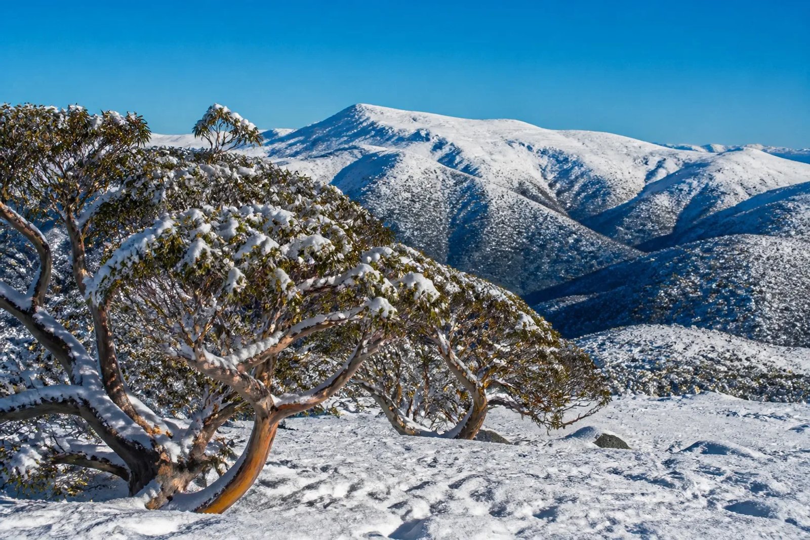 The snow-capped peaks of the Main Range in Kosciuszko National Park under a clear blue winter sky, with snow-covered snow gums in the foreground.