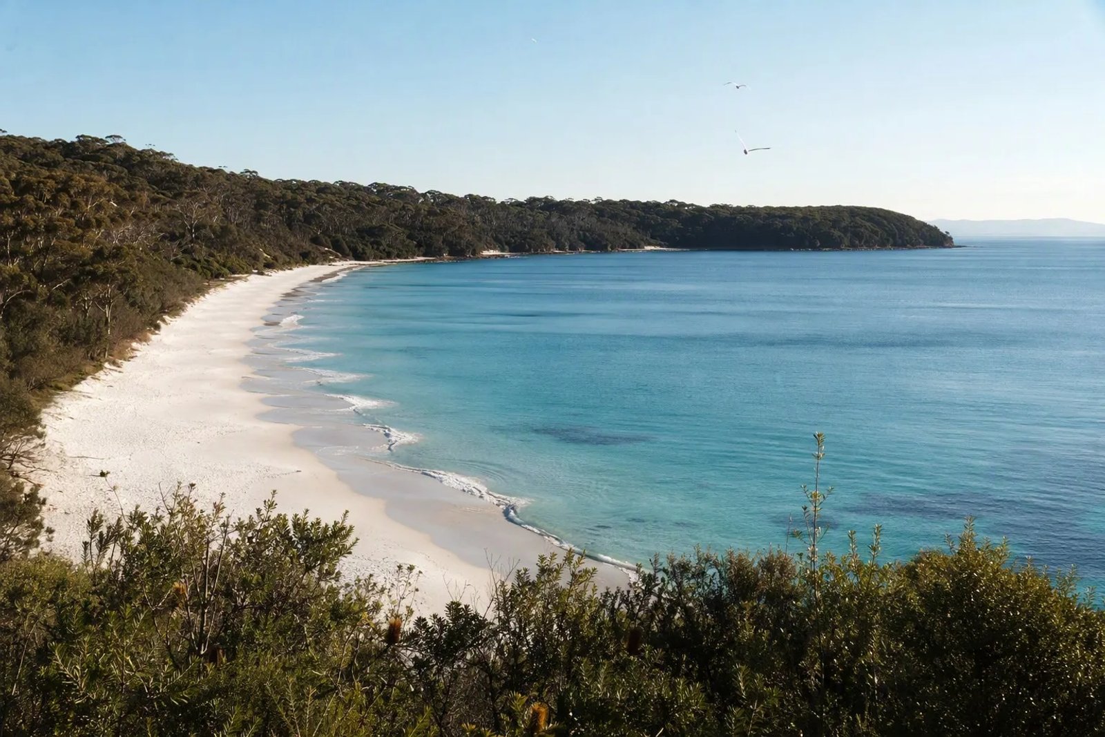 Crescent of brilliant white sand at Jervis Bay meeting calm turquoise water, eucalyptus and banksia headlands curving into the bay under a pale winter sky