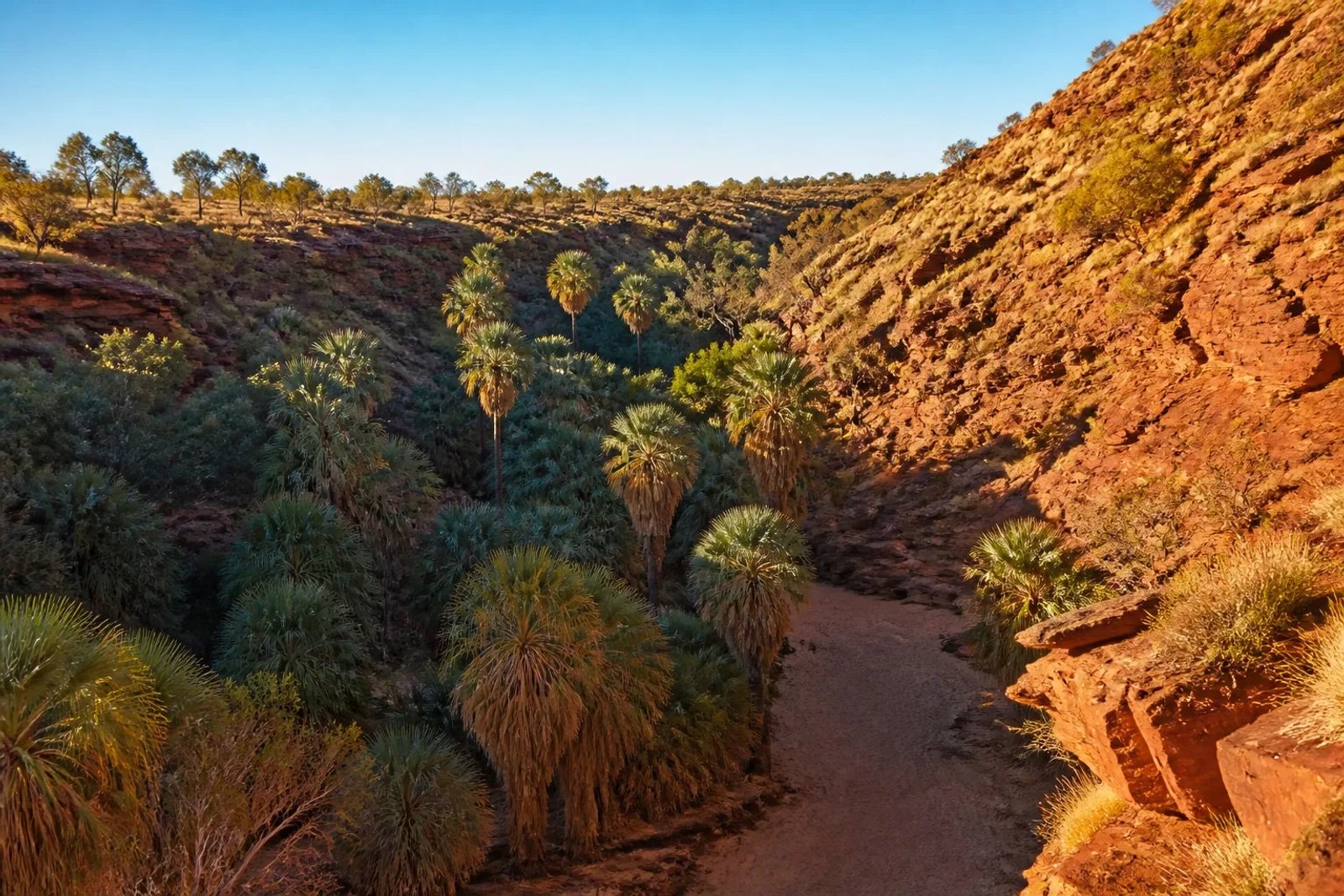 Palm Valley in Finke Gorge National Park: red cabbage palms growing along a dry sandy river bed between red sandstone gorge walls at golden hour