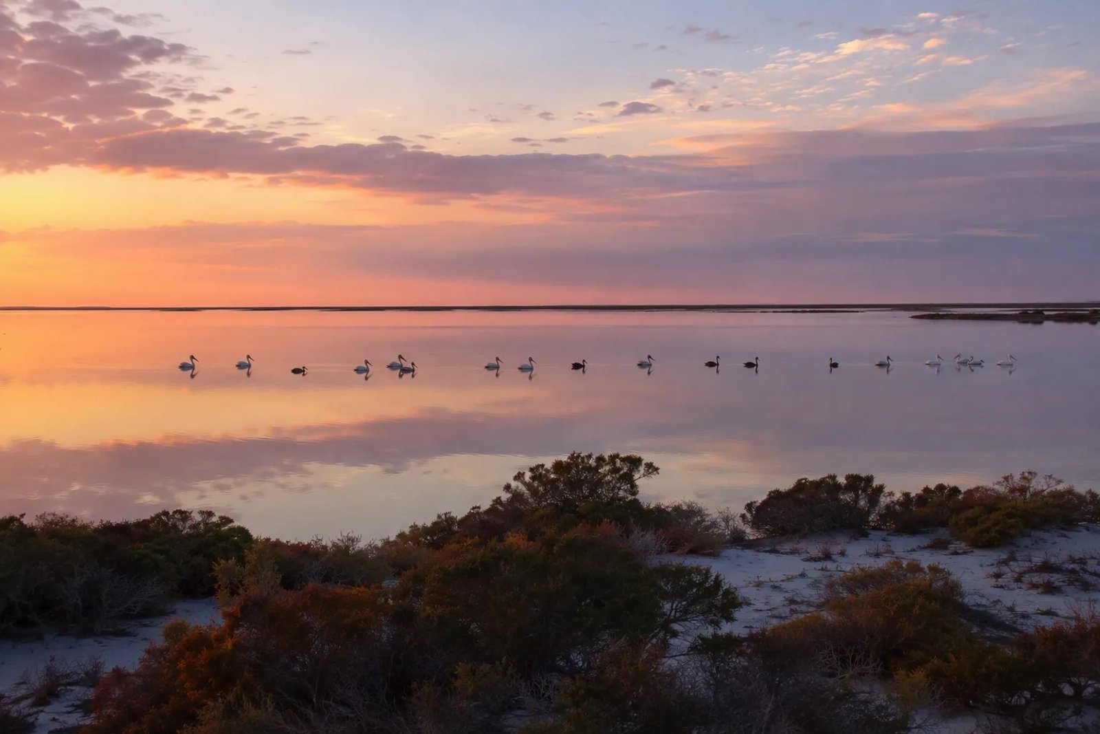 Sunrise over the mirror-still lagoon of the Coorong National Park in South Australia, with pelicans and black swans gliding across the water and white sand dunes in the foreground.
