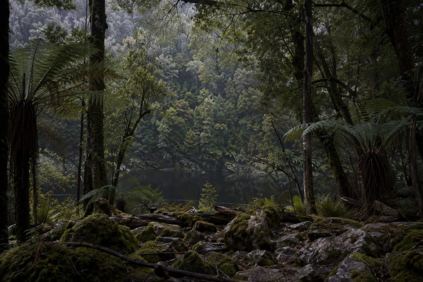 Misty winter morning in the ancient temperate rainforest of the Tarkine (takayna), Tasmania, with giant man ferns and myrtle beech trees.