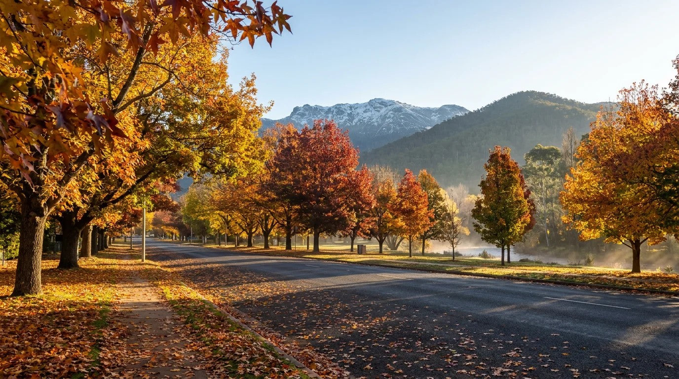 Golden autumn leaves line a quiet Bright street with the snow-tipped granite plateau of Mount Buffalo rising in the background, Victorias High Country.