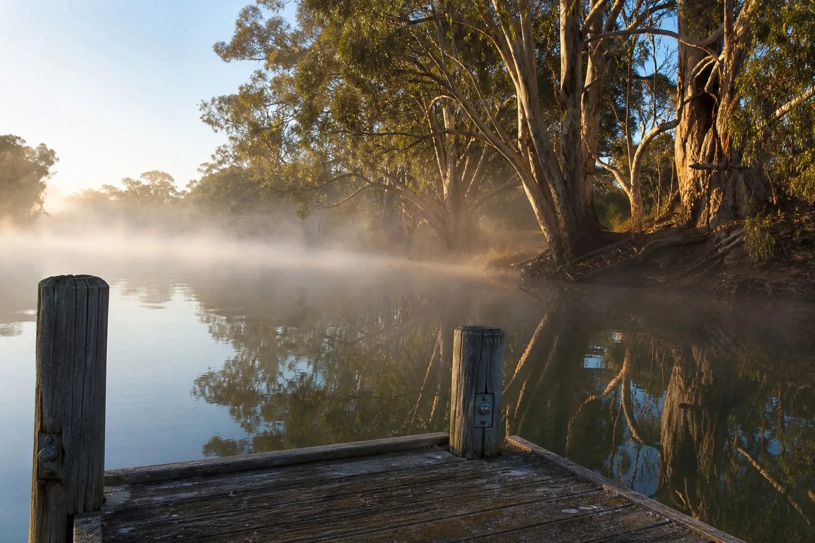 Gnarled River Red Gums shrouded in morning mist along the Murray River near Renmark, South Australia, during a cold winter sunrise.