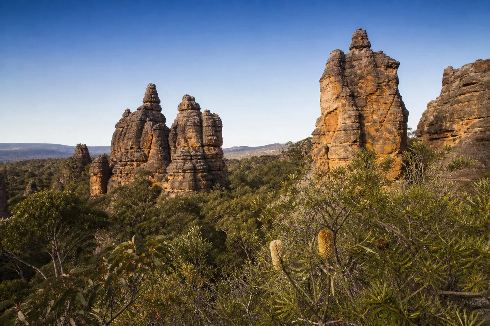 Weathered sandstone pagoda rock formations of the Lost City rising from the green eucalypt forest in Wollemi National Park at golden hour.